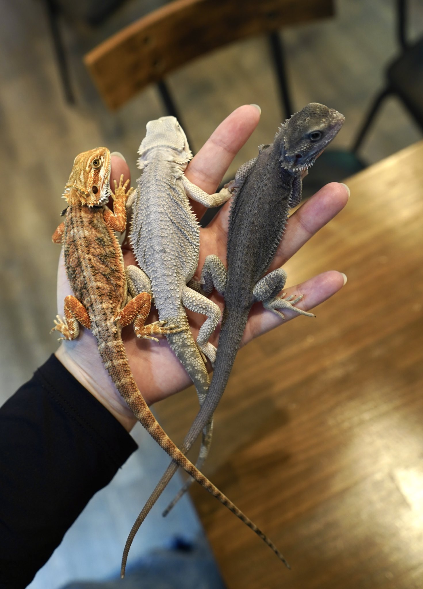 ReptileCafe Vespa (爬虫類カフェ) on Twitter: "【販売生体】 フトアゴヒゲトカゲ 安心サイズのベビーがたくさん ... - FiYD3UKUYAAE2DT?format=jpg&name=large