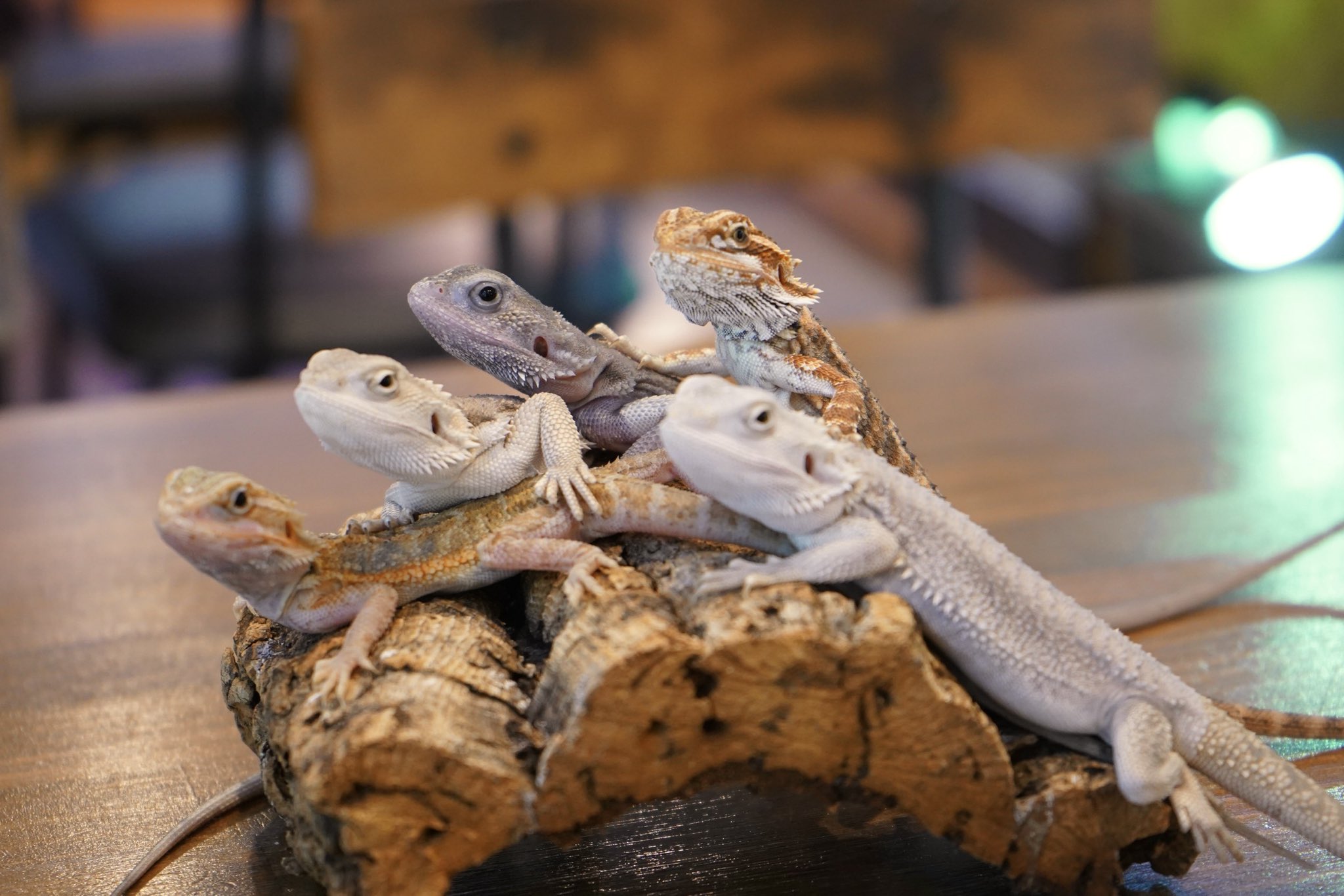 ReptileCafe Vespa (爬虫類カフェ) on Twitter: "【販売生体】 フトアゴヒゲトカゲ 安心サイズのベビーがたくさん ... - FiYD3UMVEAAtALP?format=jpg&name=large