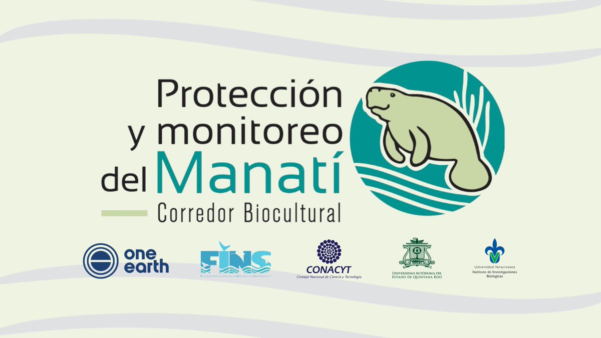 Con orgullo iniciamos la implementación del Corredor Biocultural para la Protección y Monitoreo del Manatí en Quintana Roo. Trabajaremos de la mano con comundiades locales, autoridades ambientales y científicos para la protección y recuperación de esta hermosa especie #Manati