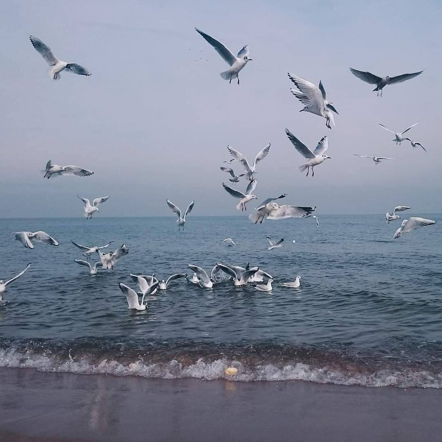 CarlodeBlasio1's tweet photo. Giocare. #FlyingAnimals https://t.co/ekk9JjzphX
