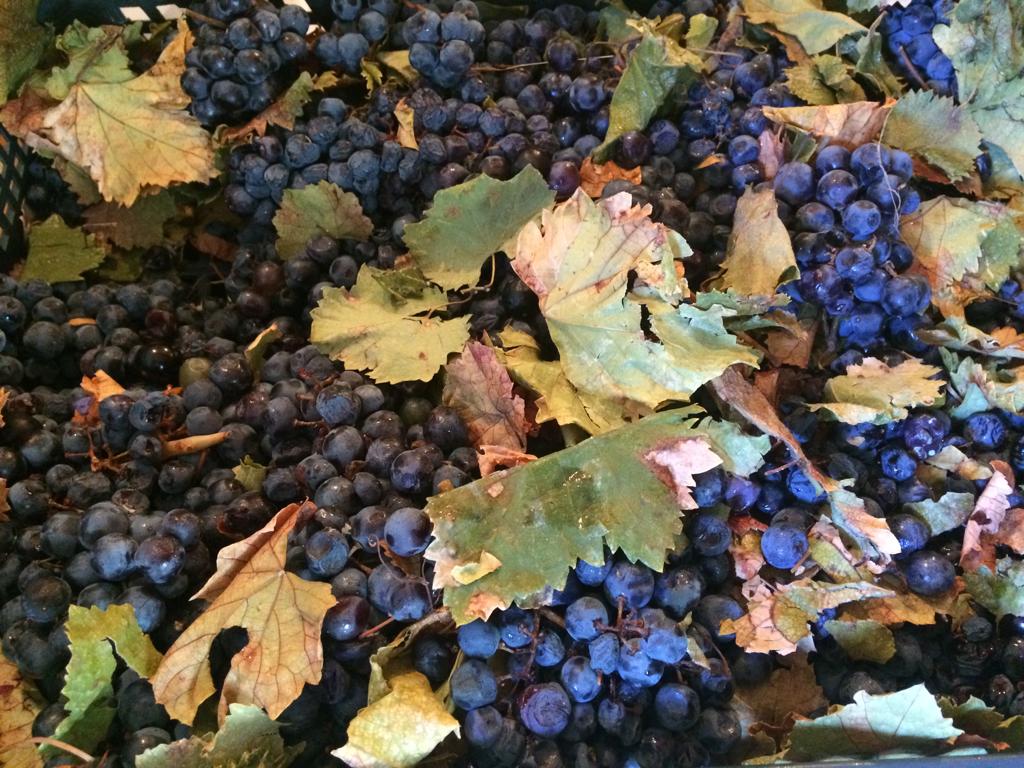 SMPilarmadrid's tweet photo. Día de experiencias y disfrute en la granja con #primerodeprimaria Visita y cuidado a los animales, elaboración de mermeladas, la vendimia y pisado de uvas en el lagar, frutos y colores del otoño, paseo en canoa...
¡No ha podido ser más divertido e interesante! #vendimiando https://t.co/ihPHEfAYPB