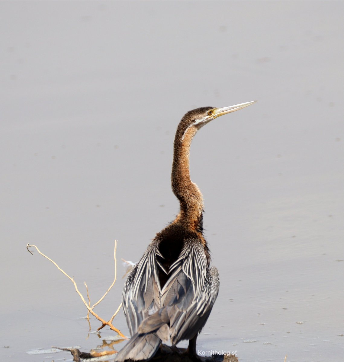 The African Darter
#BirdsSeenIn2022 #Kenya #IndiAves #ThePhotoHour #ThePhotoMode #TwitterNatureCommunity #BirdTwitter #photographylovers #canonphotography #Canon #beautiful #naturelovers #NaturePhotography #AnimalLovers #birdwatching #IOC2022 @kenyadirect @kwskenya @kenyapics