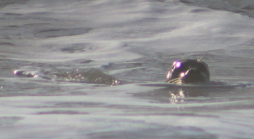 TetZoo's tweet photo. I've seen Atlantic harbour seals enough times, but here are my first wild Pacific ones. Saw several offshore, some clearly watching us as we explored the coastline (we were looking for fossils). #seals #phocids #pinnipeds cont... https://t.co/YsrP5FJm5z
