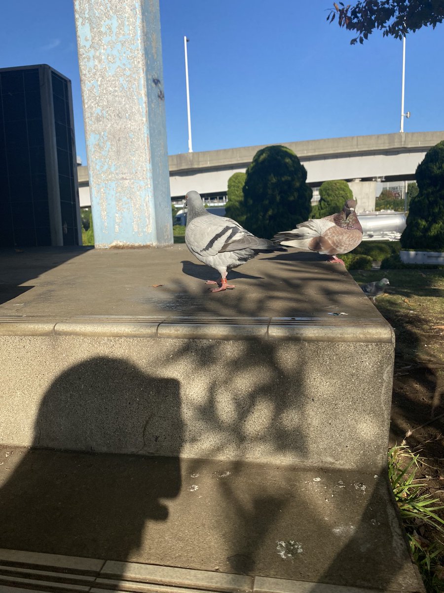 さとまる (@maru3_shake6) on Twitter photo 足輪ついてるハトおるんけどロスト?
無知ですみません💦 足輪ついてるハトおるんけどロスト?
無知ですみません💦