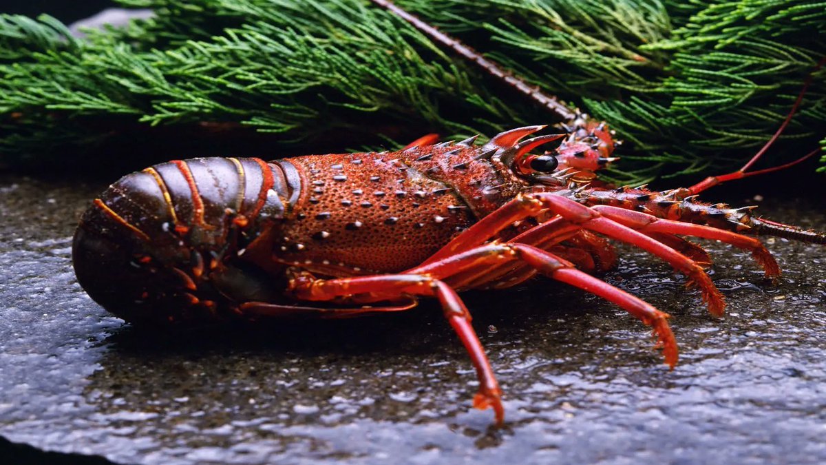 Lobsters are a family of crustaceans that have thickly settled the earth's seas for over 480 million years. Everyone enjoys #lobster. But did you ever want to know about this tasty crustacean's fantasy life? #LobstersFacts #Facts #FactsForKids #Interesting
makeyourselfknowledgeable.com/2022/11/facts-…