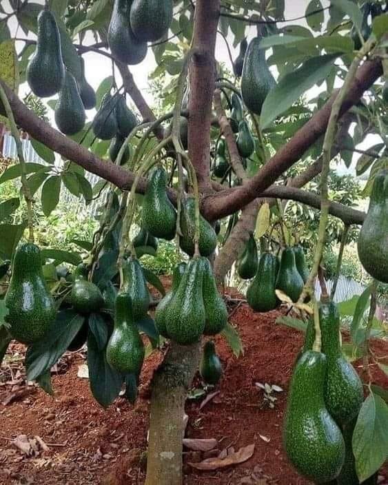Agrinsiderhq's tweet photo. Good morning avocado farmers from Africa. https://t.co/bL8I3tRccL
