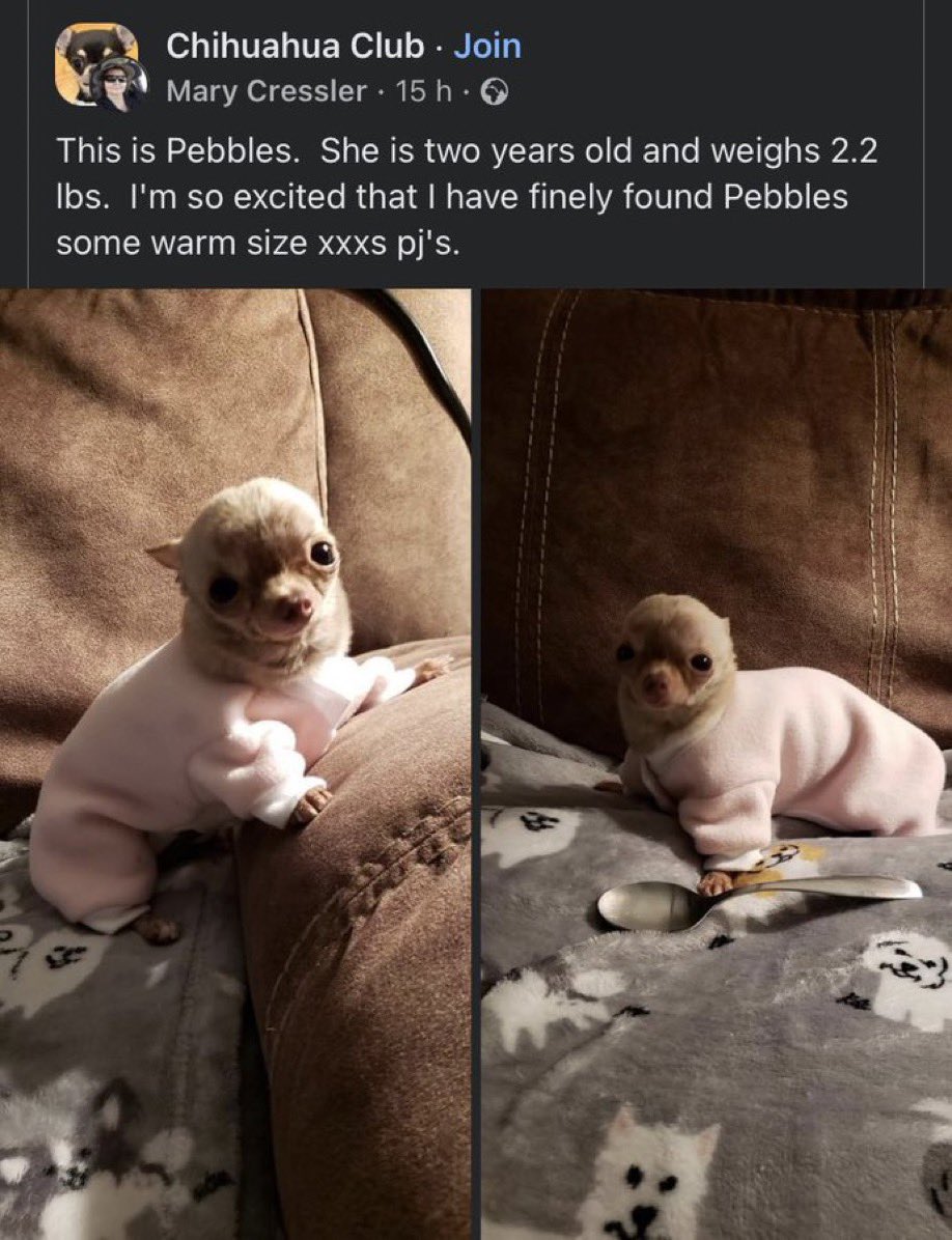 ᵗᵉˡˡʸ tweet media