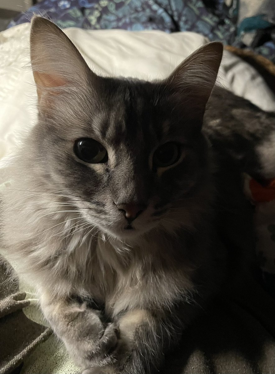 Lokax72's tweet photo. I adore this cat 🥰🥰 Good night vibes to you all 💛🙏🌙🐈💤 #goodnightvibes #goodnight #kitty #CatsOfTwitter https://t.co/oSrxC0jrZY