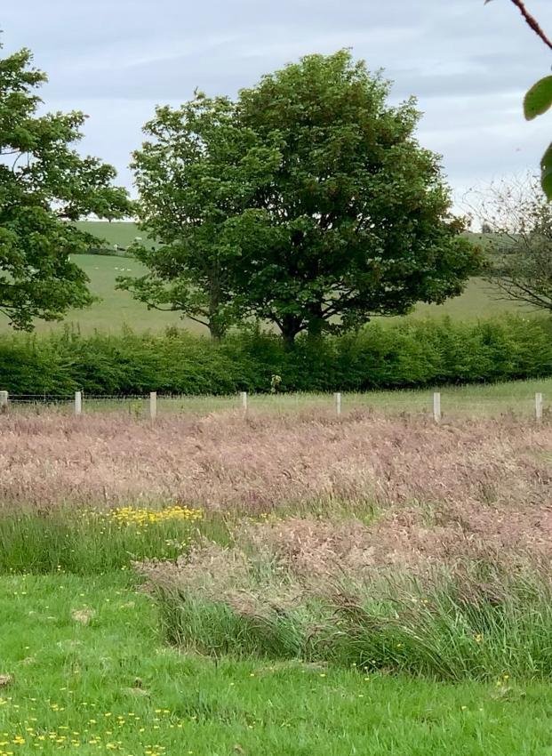 PinmoreLow's tweet photo. Great to meet you Lorna, and great for our hedges - old, new and messy to get some appreciation! Here they are in warmer months, in full messy glory. https://t.co/dx8WYvA8Ta
