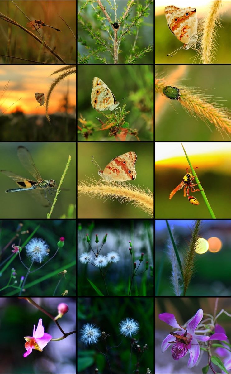 Kepompong kupu kupu
Malam Sabtu bikin rindu
Seperti capung yang selalu sendiri
Hinggap kesana kemari 🥰
#macro #butterfly #dragonfly #GKphotography