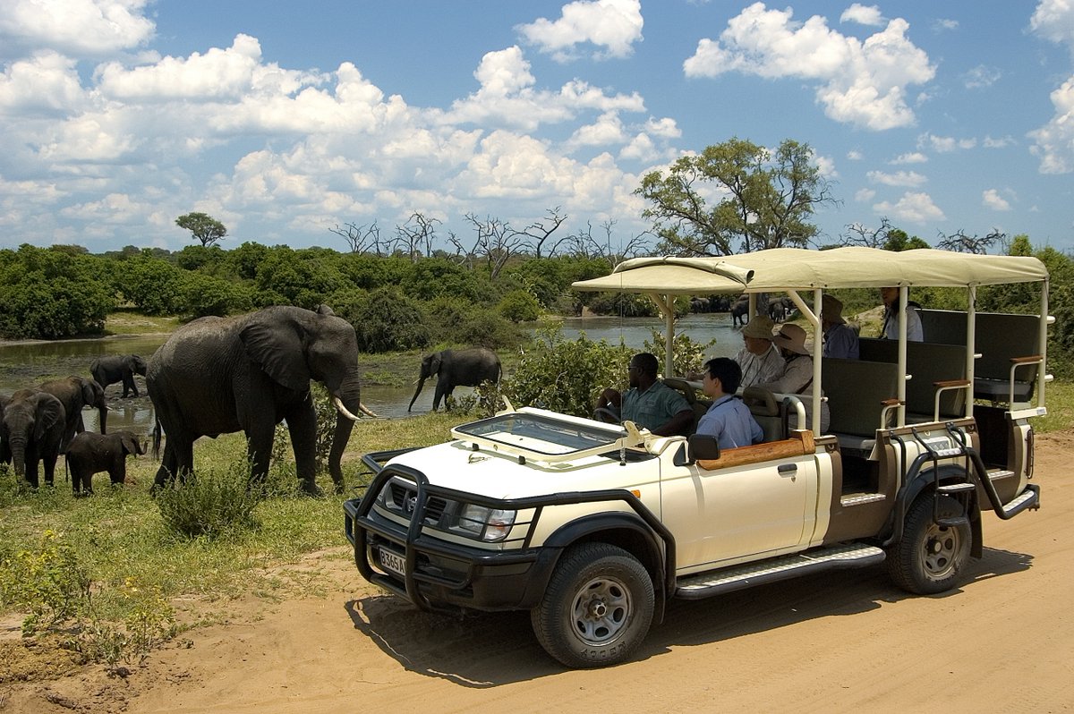 customisetours's tweet photo. A #gamedrive is the highlight of any #safari, giving the opportunity to experience a variety of #wildlife and scenery of the park and they almost always yield unexpected #sightings. Let's tour together and share memories. DM. https://t.co/WnlQciQl3V