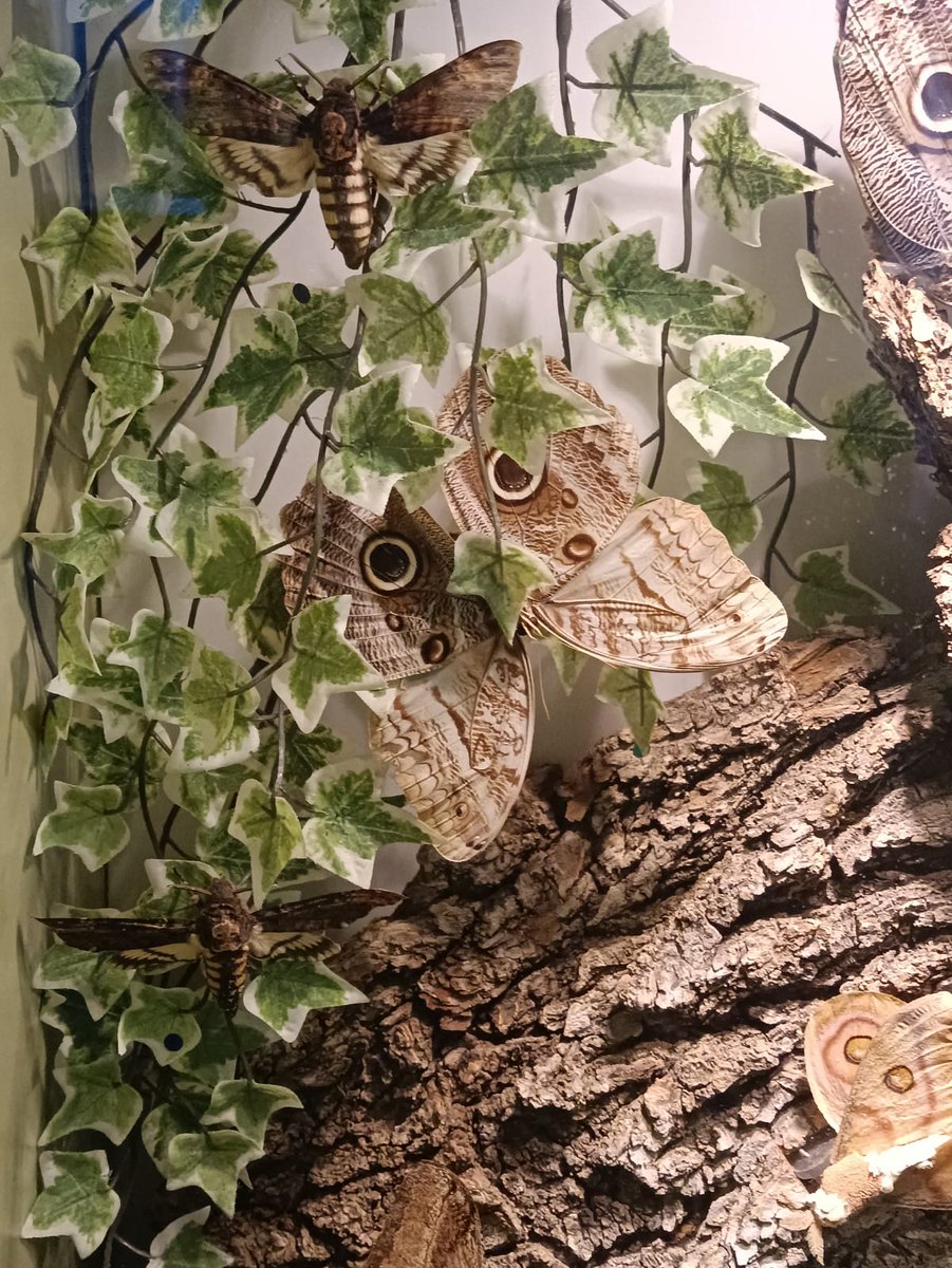 CEIPNEJAPA's tweet photo. Visitamos #InsectPark en #ElEscorial y aprendemos muchas curiosidades sobre los insectos. Búho o mariposa, qué será?
#Invertebrates #NaturalScience #EscuelaPública #Ecoescuelas #AyuntamientoTresCantos https://t.co/CZ957OIfgZ
