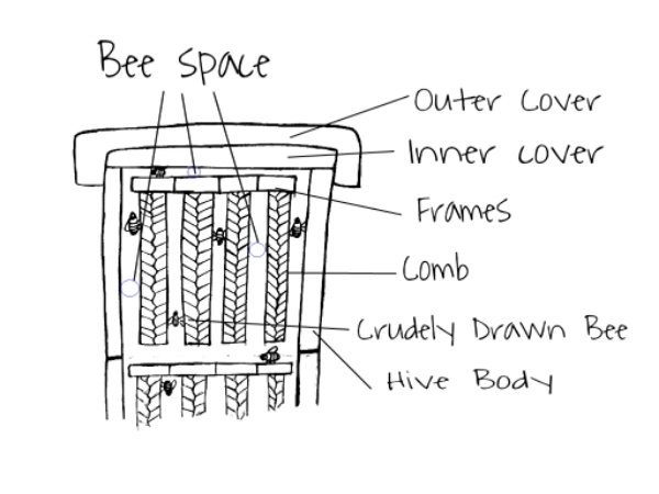Rainmaker1973's tweet photo. Bees will not build in a gap that is very specifically 6-9 mm in width. This discovery, called "bee space", made modern beehives with removeable "frames" for honeycomb possible; otherwise, the bees would just cement everything together [read more: https://t.co/IWuyBqhhPg https://t.co/WnAugEt1na