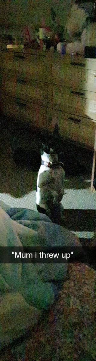 mikkyr4t's tweet photo. You wake up to ur dog doing this #Dog https://t.co/IrI7Ea0rME