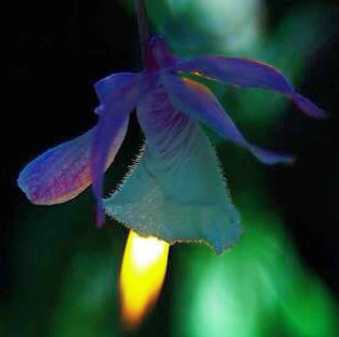 Selamat malam Anggrekku sayangku manjaku cintaku dinok diblongku 😍🤗
#NaturePhotography #orchidflower #GilaKamu