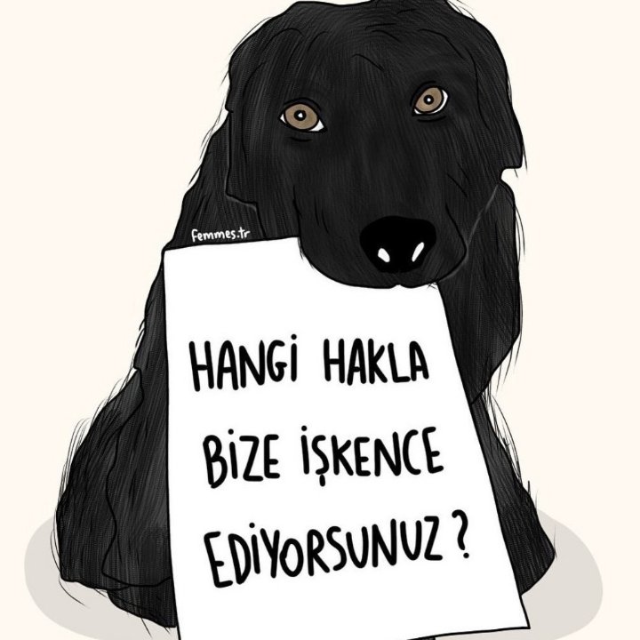 Allah der ki; Hayvanlar benim sessiz kullarımdır. Onlar şimdi zulme susuyorlar ama hesap günü konuşacaklardır.!
Hayvana şiddete asla göz yummayın!
#Konyadakatliamvar #Mamaktakatliamvar #HayvanaSiddetSuctur #hayvanasiddetehayir