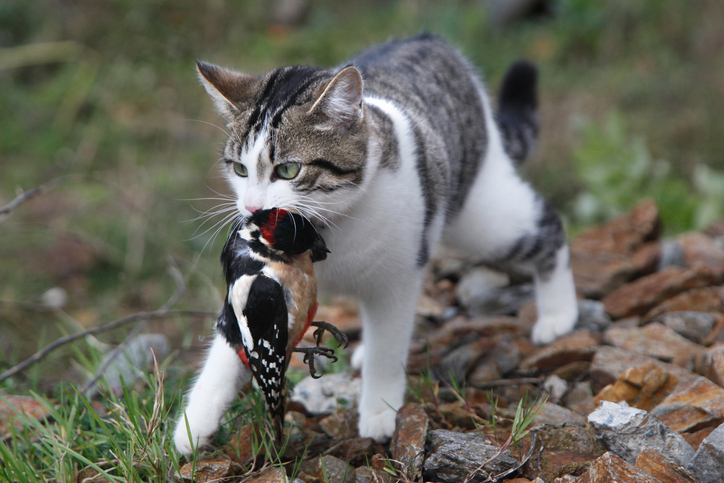 wildbehav's tweet photo. ¿Por qué NO SE RECOMIENDA DEJAR SALIR A LOS GATOS A LA CALLE sin supervisión?

Los GATOS SON UNA AMENAZA PARA LA FAUNA SILVESTRE, matando a miles de millones de animales cada año y aumentando la presión sobre numerosas especies en peligro de extinción. https://t.co/j0nIewLqd6