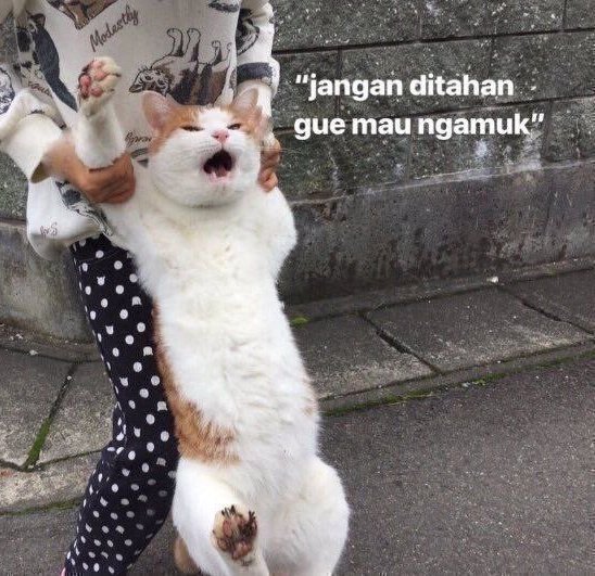 te🕊️ tweet media