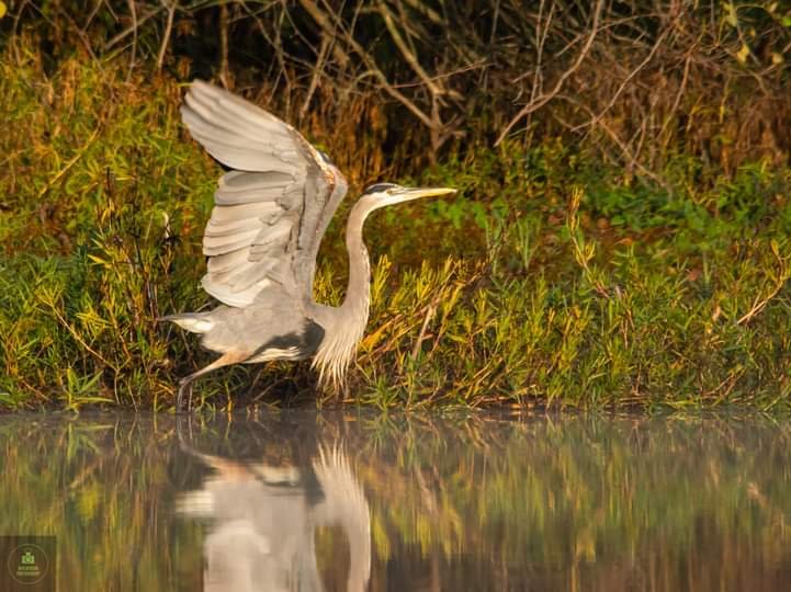 benjamin1088's tweet photo. Taking off. #birdphotography #photography #NaturePhotography @OKWildlifeDept https://t.co/Sbla8I89UB