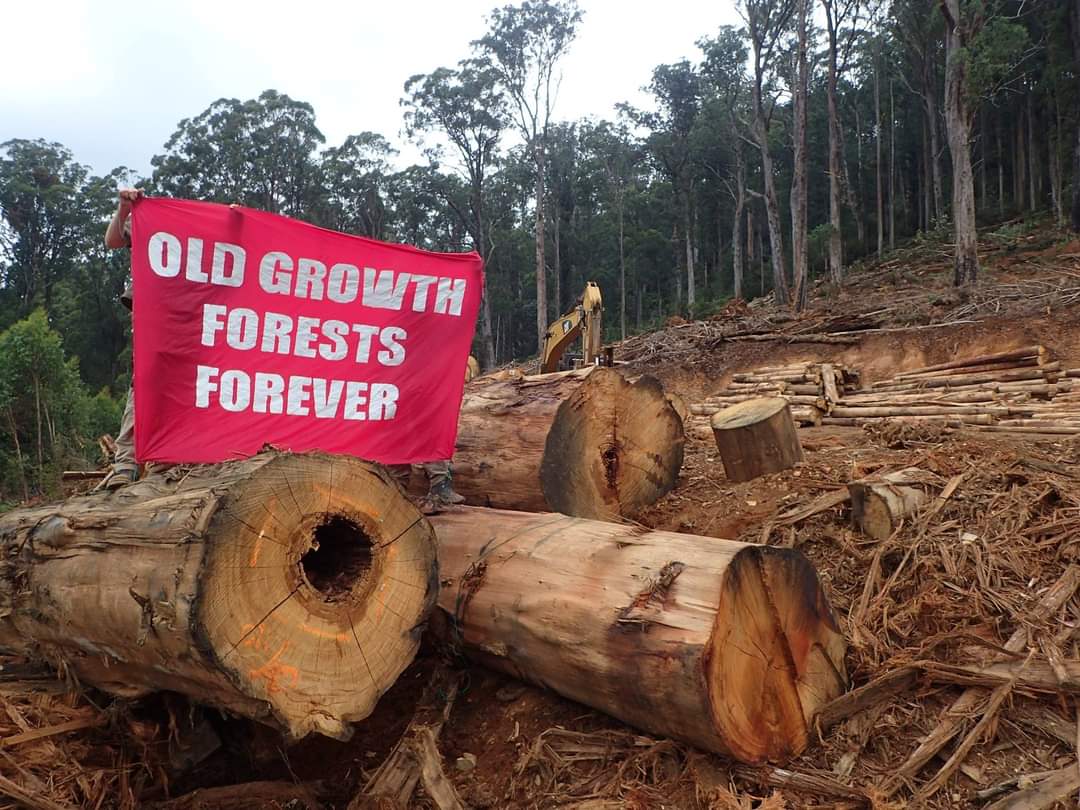 JohnPerkins2011's tweet image. Everything about native forest logging stinks to high heaven. It is absolutely insane to be logging native forests. Our native forests should be managed for the ecosystem services they are best at providing - water catchment protection, wildlife habitat and carbon store.