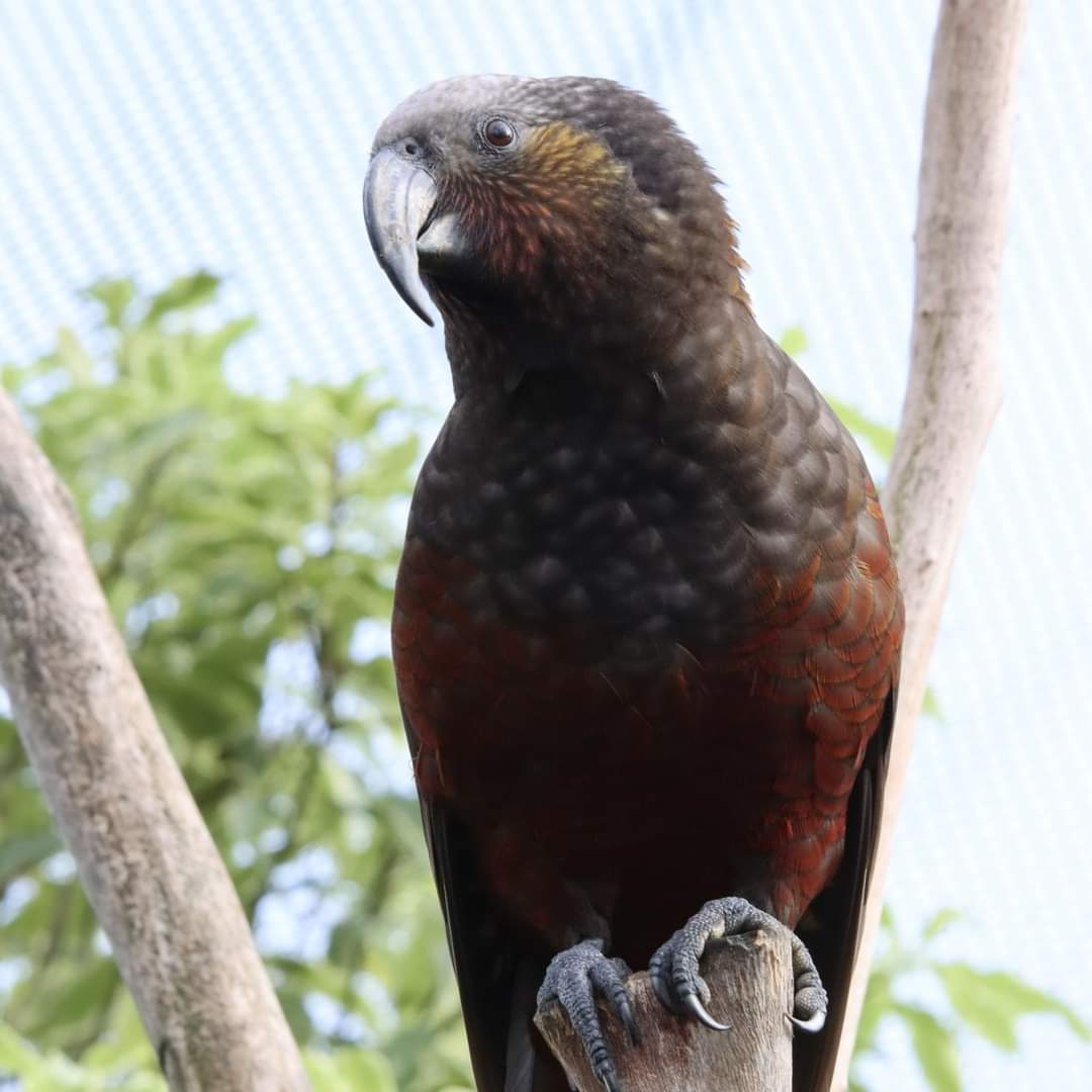 Central Energy Trust Wildbase Recovery tweet media