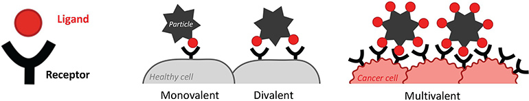 SulisTechnology's tweet photo. Toolbox to Study Ligand Binding for Enhanced Treatments

Researchers at Ecole Polytechnique Fédérale de Lausanne (EPFL) in Switzerland have developed a DNA toolbox that allows researchers to explore binding interactions between ligands and their res…
https://t.co/MeQh6SsgFI https://t.co/fQXcalwPKq