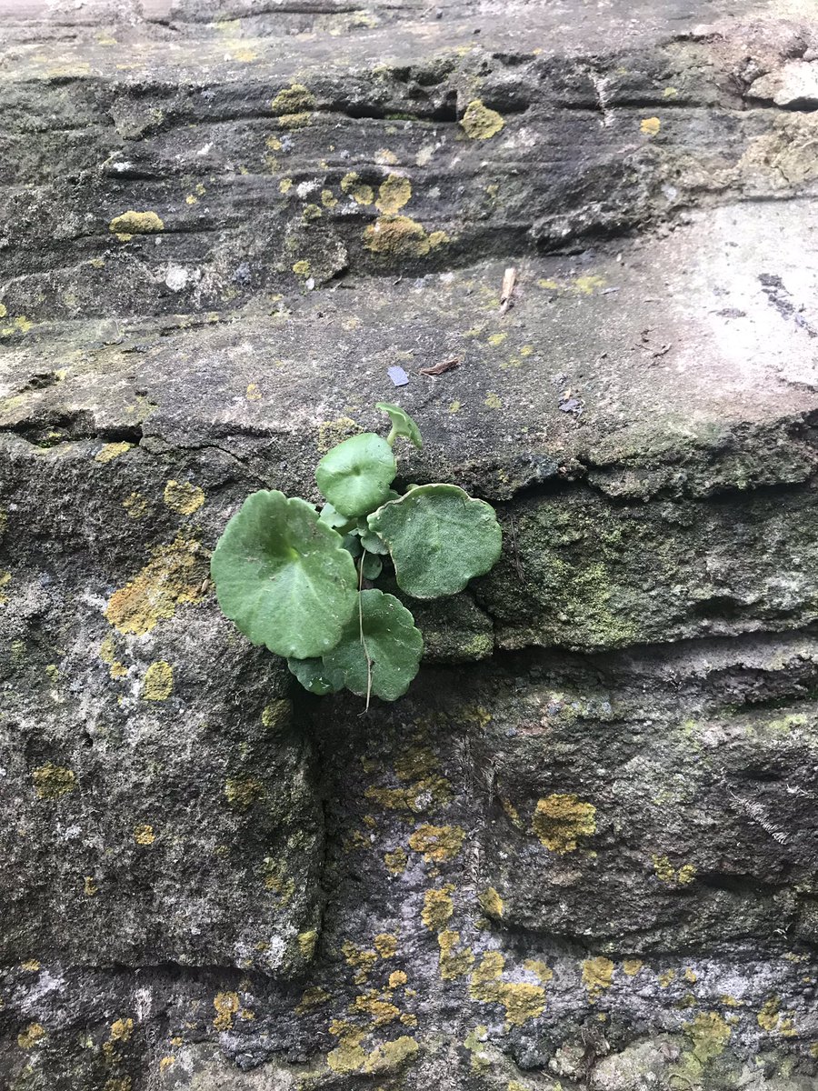 A bright green plant growing out of a wall.