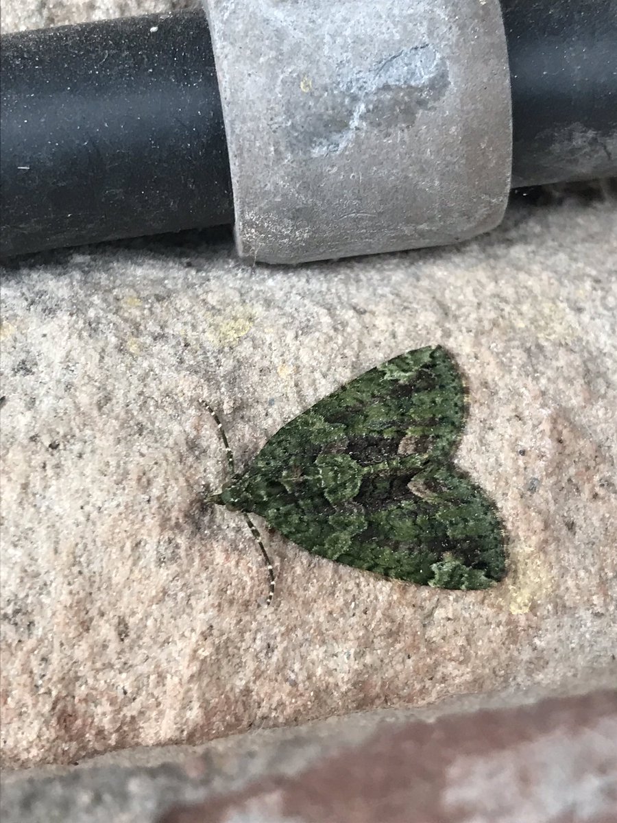 A small green moth.