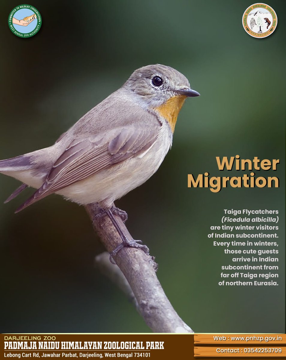 PnhzPark's tweet photo. Know about the #wintermigration of #taigaflycatcher
#pnhzp #research #education #conservation #cza_delhi #moefccgoi https://t.co/ESfaqd7i2y
