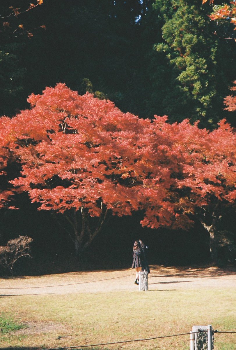 kyohe46's tweet photo. あかい
#photography #スナップ写真 #fukuoka #フィルムカメラ #ハーフカメラ https://t.co/XYiZqec2vn