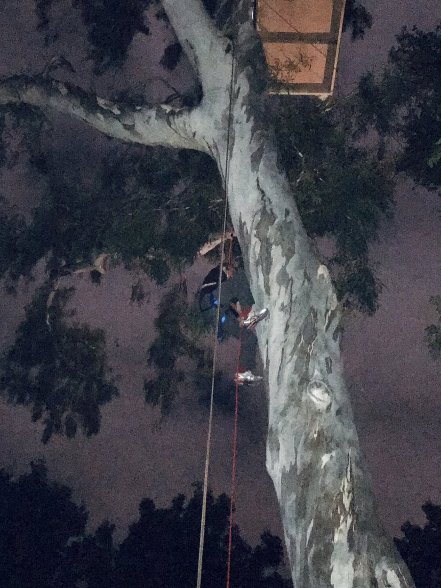 merri_forests's tweet image. @CampbellGomeGrn has fought for our native forests for years. Here he is up a tree in Treasury Gardens in solidarity with East Gippy communities opposing logging of unburnt wildlife refuges. He’s spent hours in the forest at night surveying for endangered Gliders. He has…