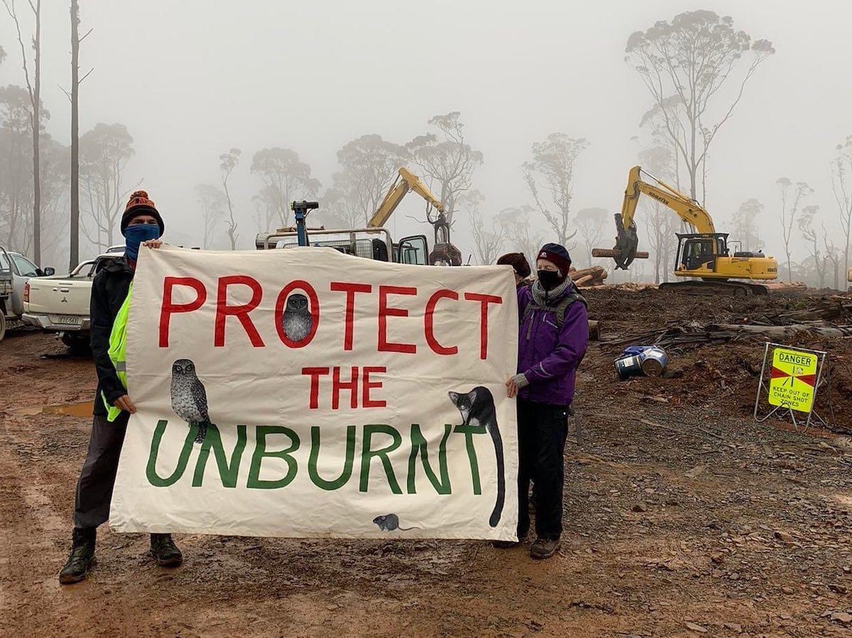 merri_forests's tweet image. … walked into active logging coupes to halt the  destruction of crucial carbon stores. He has raised thousands of seedlings for local landcare groups. 

Good luck tomorrow, Campbell. The forest needs you in Parliament🤞