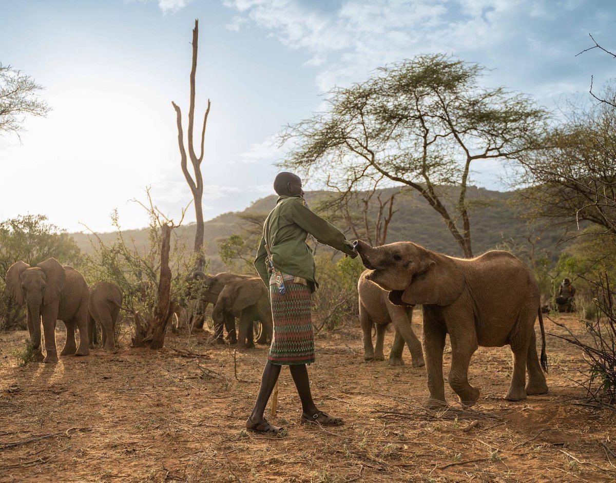 Long'uro’s herd have been spending most of their their days out in the wilderness. 

Namunyak Conservancy is home to the largest population of free ranging elephants on community land. This gives the orphans a wonderful head start when it comes to their rewilding journey one day!