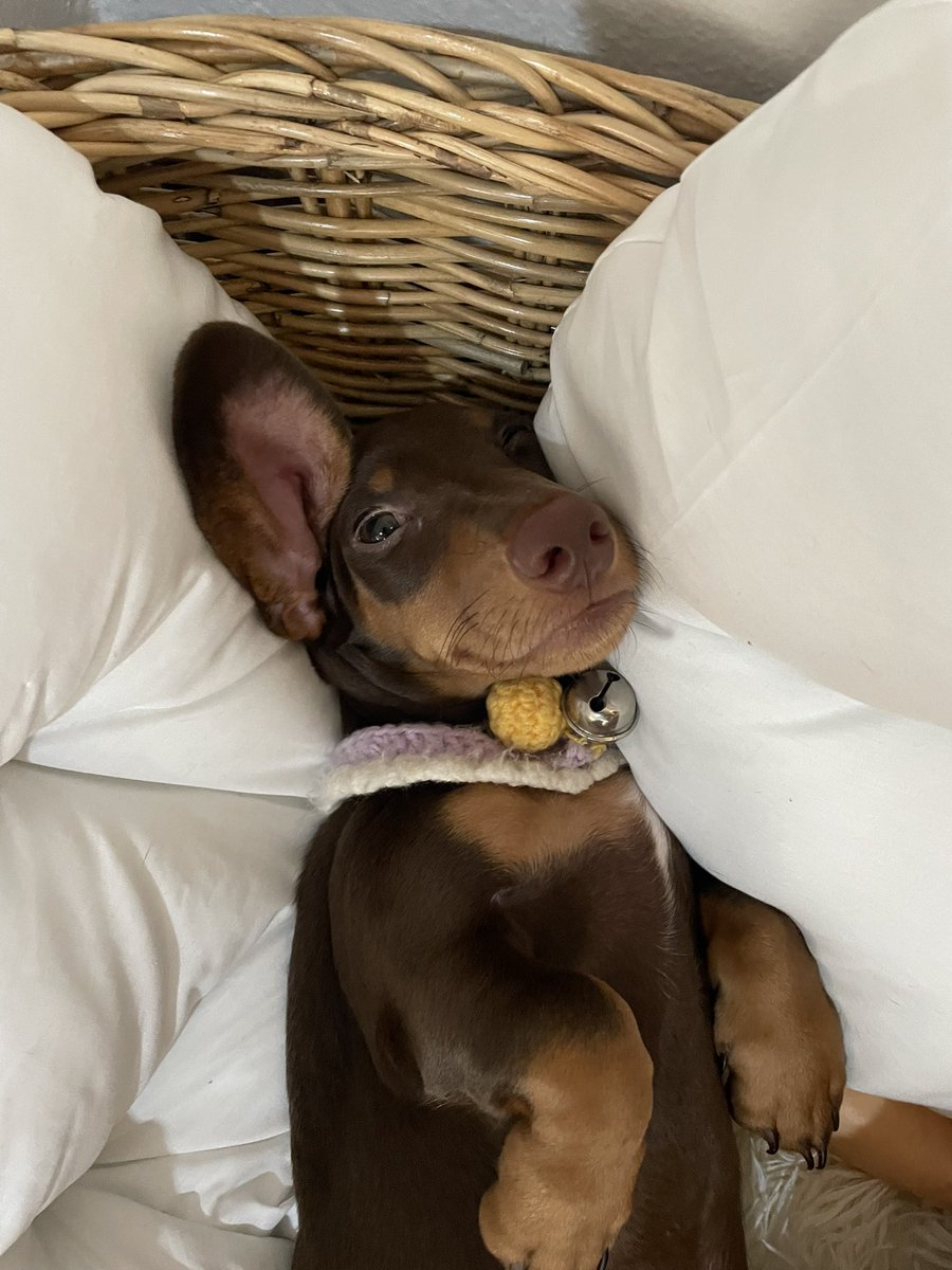 แบ้วกรุ้บ

 #Mhatank #หมาแท่ง #Dachshund #ミニチュアダックス #ミニチュアダックスフンド  #minidachshund #ดัชชุน #หมา