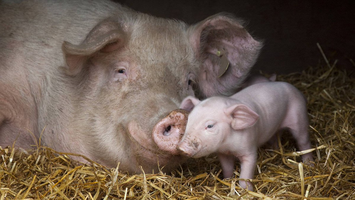 Son_of_Space's tweet photo. Denying that other animals have a consciousness of themselves, we settle any unease of conscience as to our mistreatment of them. But science proves they are conscious of themselves &amp; have desires &amp; strong social bonds, so the only moral response is to be vegan.

#EndSpeciesism https://t.co/86CJtyANa1
