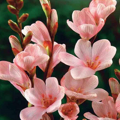 BeejwalaIndia's tweet photo. Buy Tritonia Mix Color Flower Bulbs Pack
https://t.co/TSPiU9EVnc

🎁 SPECIAL OFFER: Up to 90% off  
👉 Check Now: https://t.co/M88oG5zYsP
📦 Dispatch in 1 - 2 Days
#beejwala #Tritonia #Flower_Bulb #garden #gardening' https://t.co/aJbUvIVrml