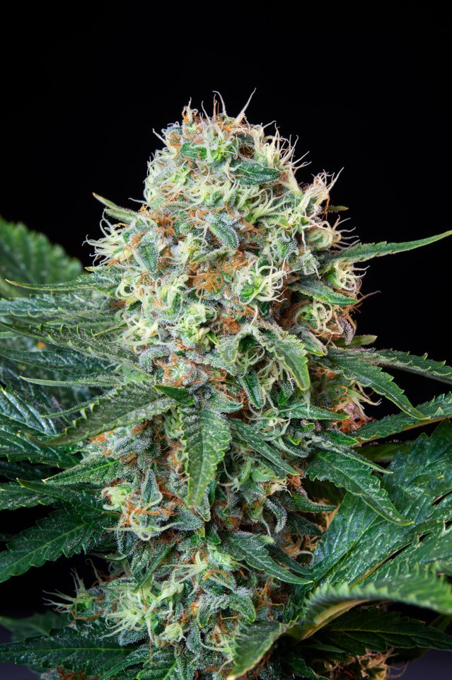 royalqueenseeds's tweet photo. Combining the finest Cookies genetics, Royal Cookies produces sweet and potent #buds able to uplift the mind while relaxing the body. Also, thanks to its thoroughbred indica dominance, it is able to grow yields of up to 525g/m² 🍪🤎

Get it here: https://t.co/pUYPgDm2YI https://t.co/9kbH6PQuJX