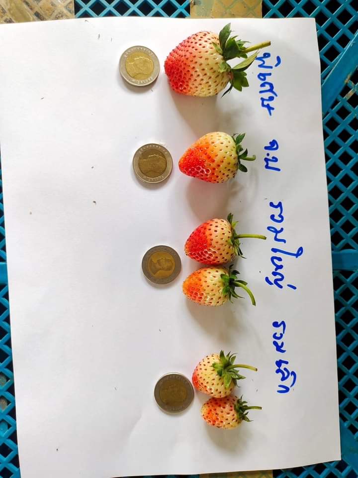 CirCleonez's tweet photo. ใครอยากกินสตอร์เบอรี่ สดใหม่ จากสวน! 🍓🍓
สั่งจองได้นะครับ 
ส่งตรงมาจากเชียงใหม่ 
ล็อตรับของ 2-4 ธันวาาคมนี้
1 Kg  ราคา 380 บาท
1 กล่อง (250g) 100 บาท 🎉🎉🥳 

🔥🔥ปิดรับออร์เดอร์ 30 พฤศจิกายนนี้ 🔥🔥
#โพนพิสัย #หนองคาย https://t.co/WZRKlvYArs