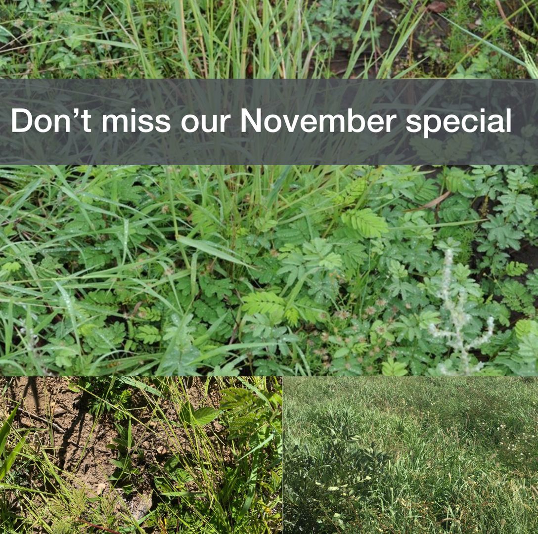 Don’t miss our November special 🏃‍♂️ All Custom Blends containing Progardes® Desmanthus delivered free into store. Must be dispatched in November, min order 400 kg. We can design a blend to suit your enterprise, soil type, seasonal conditions and goals to help your business. 👩‍🌾