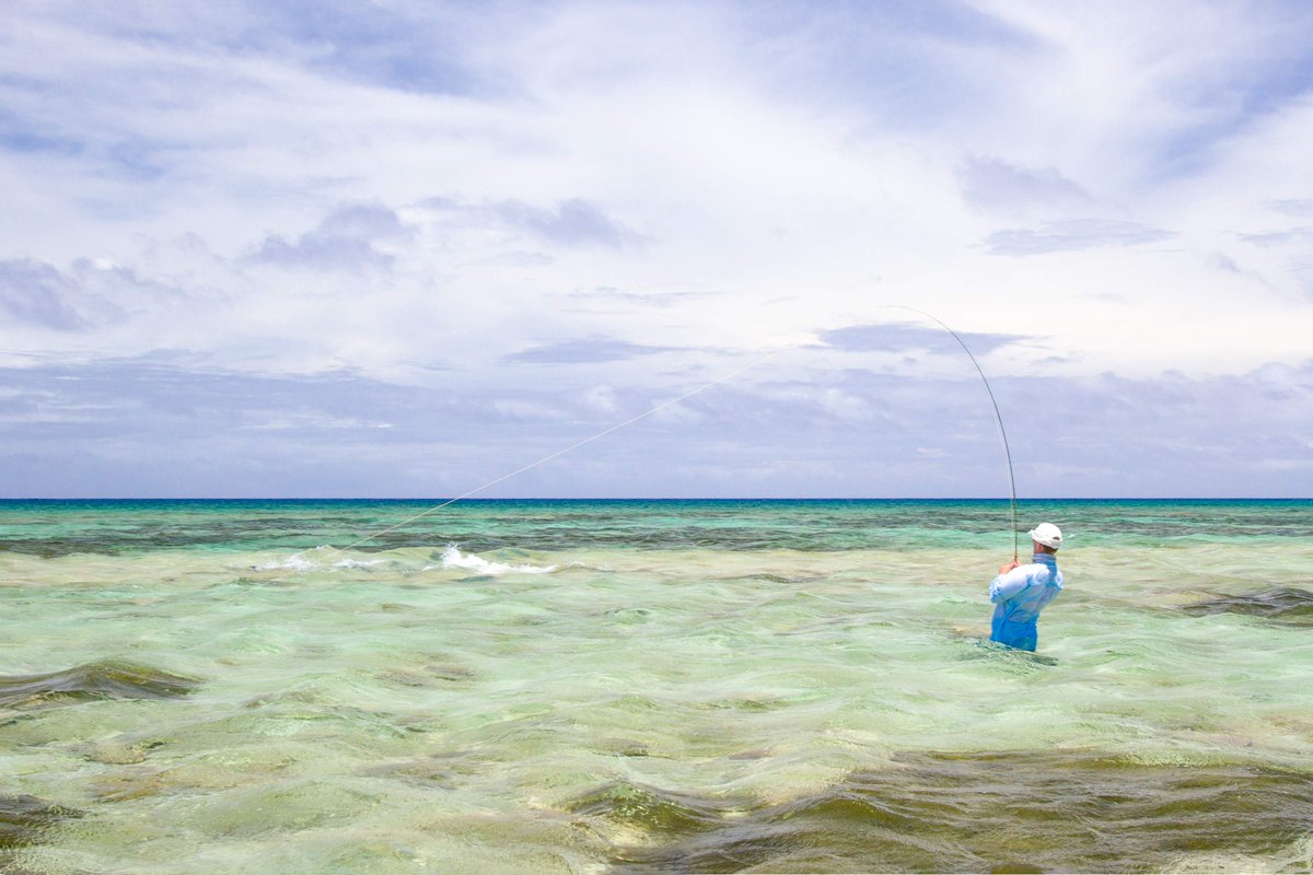 AlphonseFishing's tweet photo. Did you know that our destinations, Farquhar &amp; Providence Atoll, are 2 of very few (if not the ONLY) places in the world where you can target bumphead parrotfish on the flats! 

A species that should be on every fly fisherman’s bucket list 🪣🎣 

#flyfishingseychelles https://t.co/DrDmUgMgsw