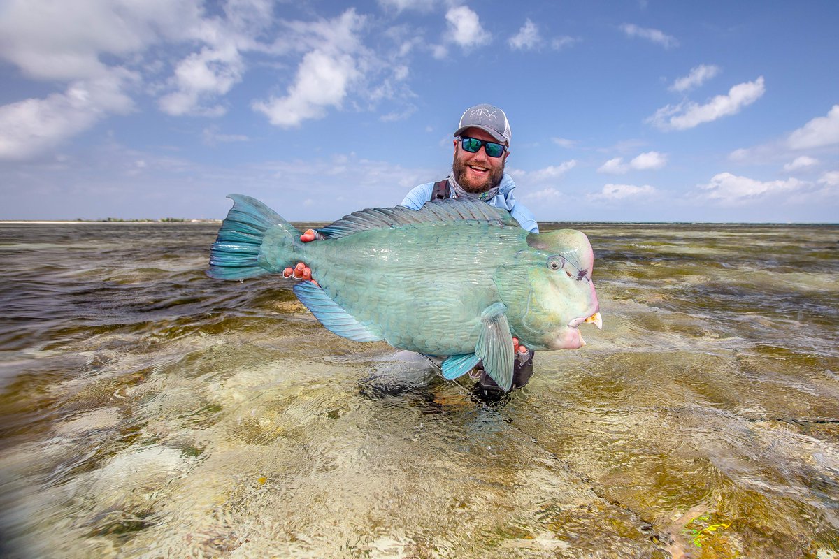 Did you know that our destinations, Farquhar &amp; Providence Atoll, are 2 of very few (if not the ONLY) places in the world where you can target bumphead parrotfish on the flats! 

A species that should be on every fly fisherman’s bucket list 🪣🎣 

#flyfishingseychelles