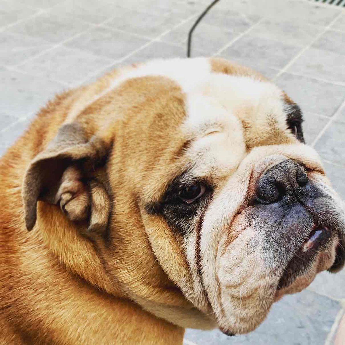 Dog__CEO's tweet photo. Cheer up, it's #dogoftheday #DoD. https://t.co/gZnwjS4efd