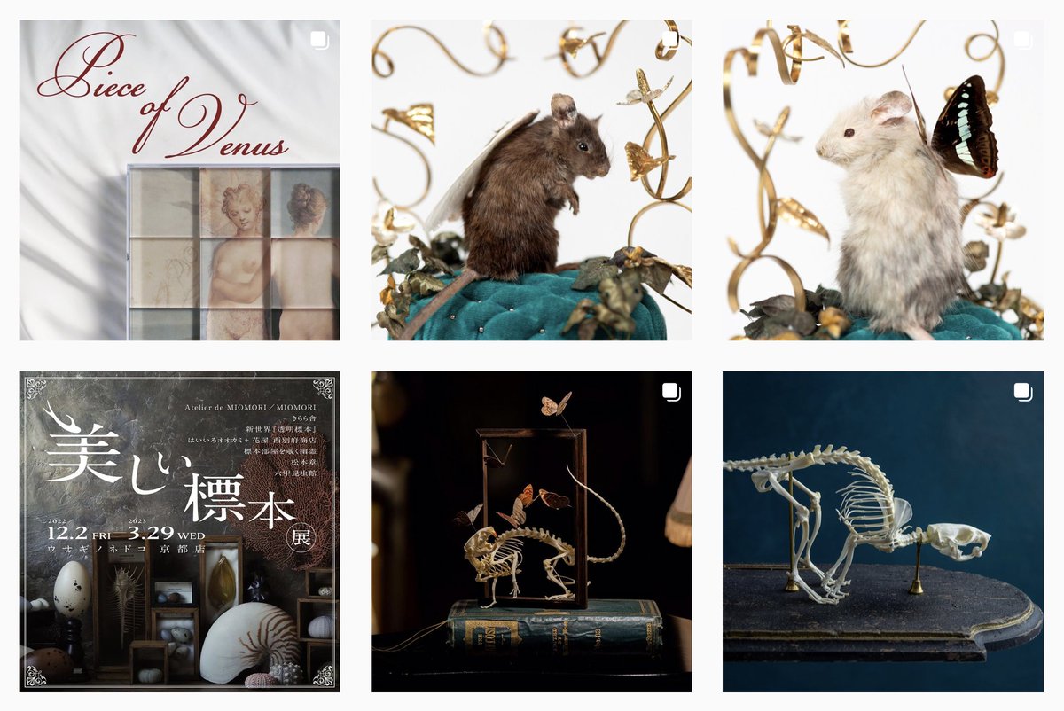 新世界 透明標本 マウス ネズミ 骨格標本 標本 誠実 sman1ngluwar.sch.id