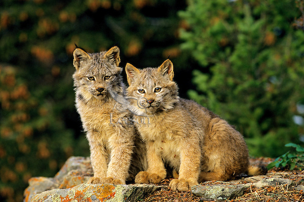 HumSnowy's tweet image. we p  ul l up ,        ' !!