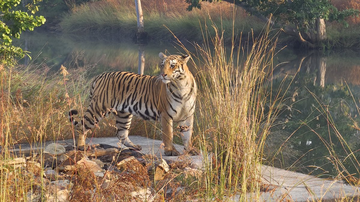 sh58m's tweet photo. Wildlife management is one of the most challenging, yet enjoyable and thrilling part of Indian Forest Service (IFS). One of the most precious moments of my life in Panna Tiger Reserve during Wildlife Technique Tour. https://t.co/oiB1zTgnsb