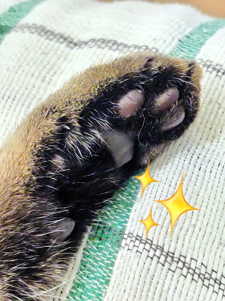 lionraembles's tweet photo. ✨PALÁMEDES✨
🔸Según la prote se llama Pol
🔸Le tengo en acogida y busca adopción
🔸SMOL
🔸LOMG
🔸Ronronea a volúmenes increíbles solo con que le mires, tocarle es secundario
🔸Érase un michi a una nariz pegado https://t.co/GyoUJKjapv