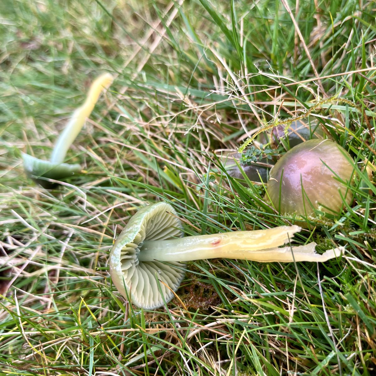 #FungiFriday in @BreconBeaconsNP Grassland gems! Shiny, glossy, iridescent waxcaps. Lovers of old meadows and grasslands - home to wildflowers in summer & these colourful #fungi in autumn. @PlantlifeCymru @Love_plants @BISBrecon1 @BBNatureRecover