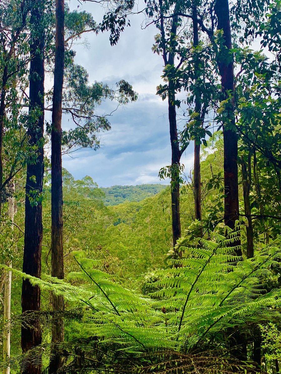 ninakillham's tweet image. One more sleep until election day! Let’s vote for the forests. #stopnativelogging now #savethetrees
