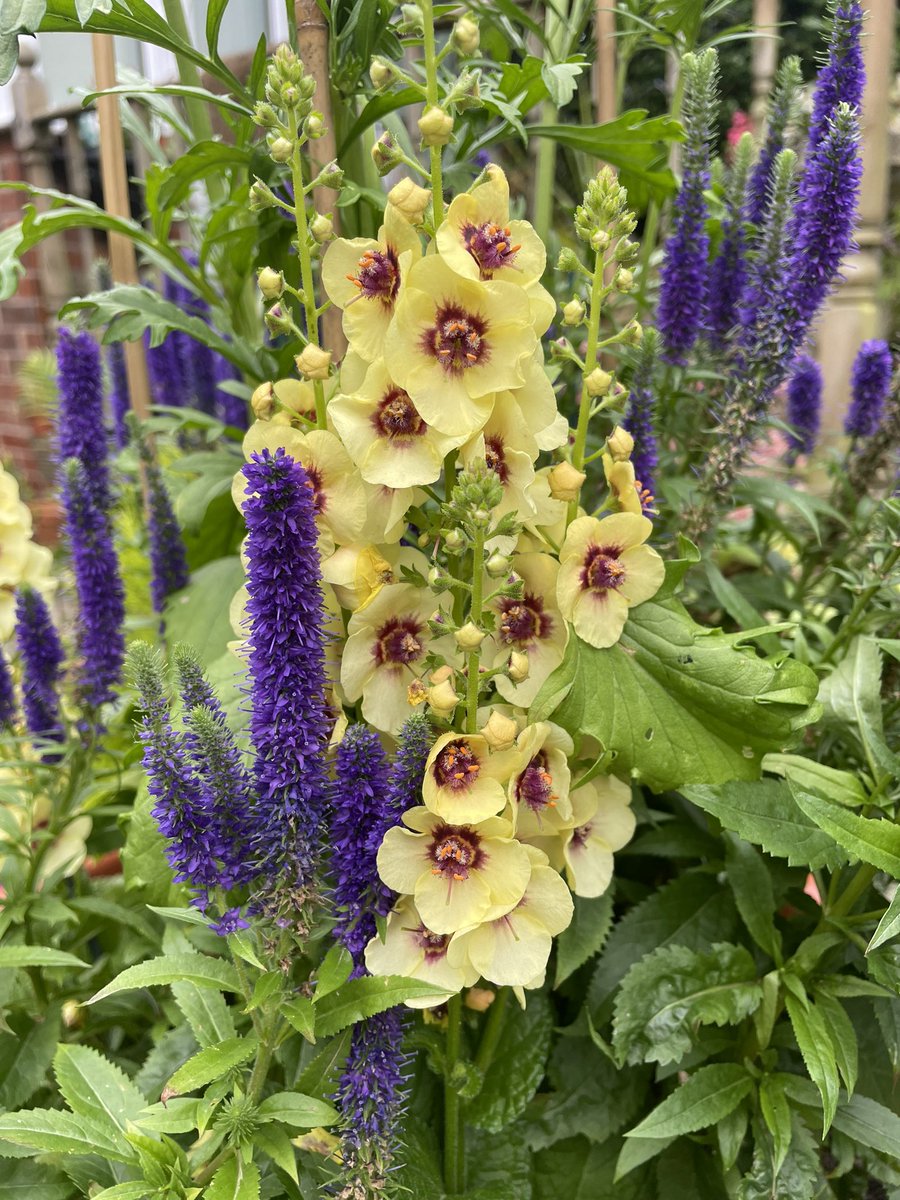 V is for verbascum that asks nothing in return #AlphabettyBlooms #alphabetblooms