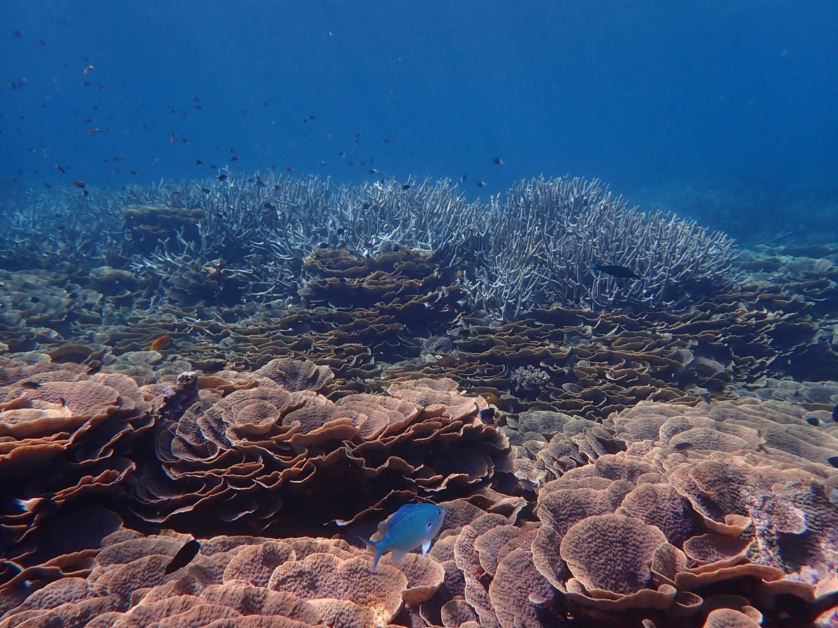 cordioea's tweet photo. Have you been to some of East Africa's best reefs? Our 🤿 team, in collaboration with @Parkreserves, conducted a 10-day survey of #coralreefs at Mafia Island Marine Park, Tanzania. 

🪸🦈🐟

Thriving coral, sharks, and a variety of fish all graced our view! Next, data analysis. https://t.co/5X31QjvjcF